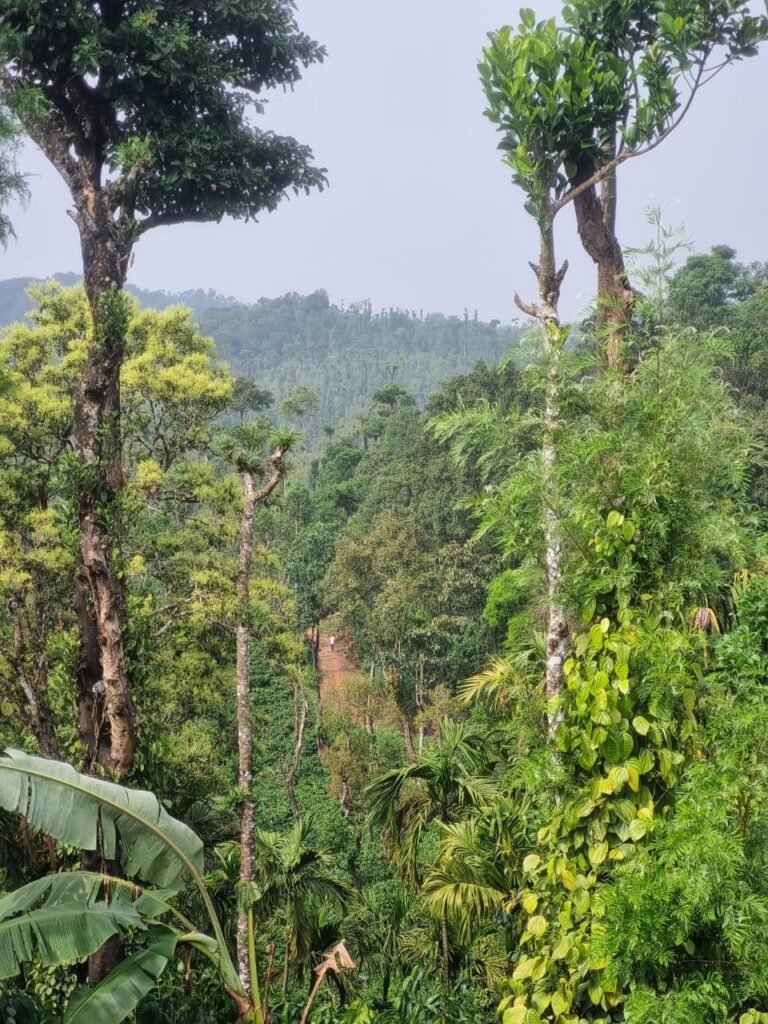 Tishina Homestay Sakaleshpur Hassan, Book Best Stays in Sakaleshpura at Best Price , Low-cost Luxury home stays with Food and Accommodation