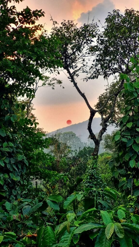 Tishina Homestay Sakaleshpur Hassan, Book Best Stays in Sakaleshpura at Best Price , Low-cost Luxury home stays with Food and Accommodation